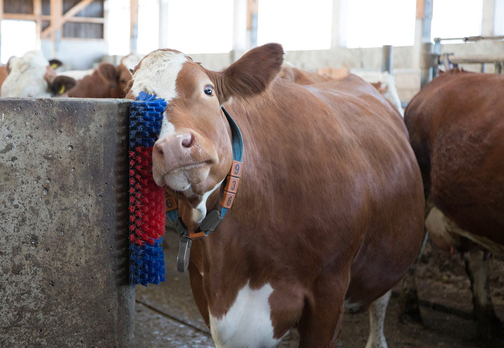 Borstel voor Paard, Rund, Geit  6