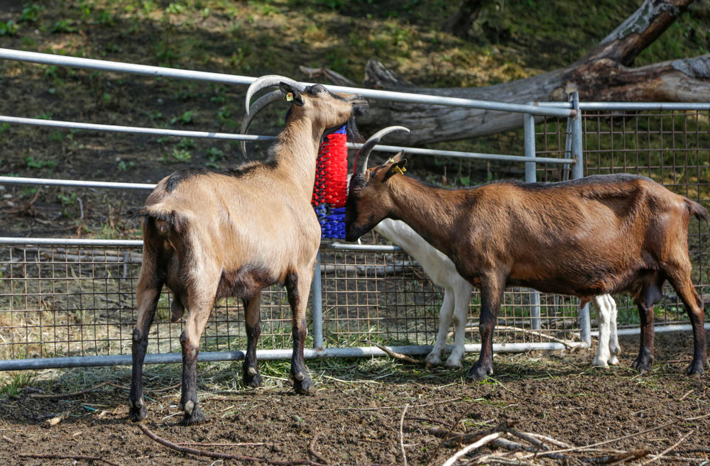 Borstel voor Paard, Rund, Geit  5