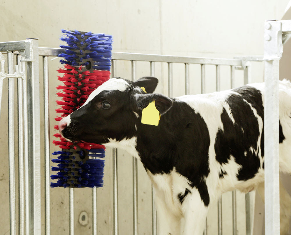 Borstel voor Paard, Rund, Geit  3