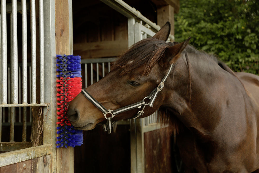 Borstel voor Paard, Rund, Geit  4