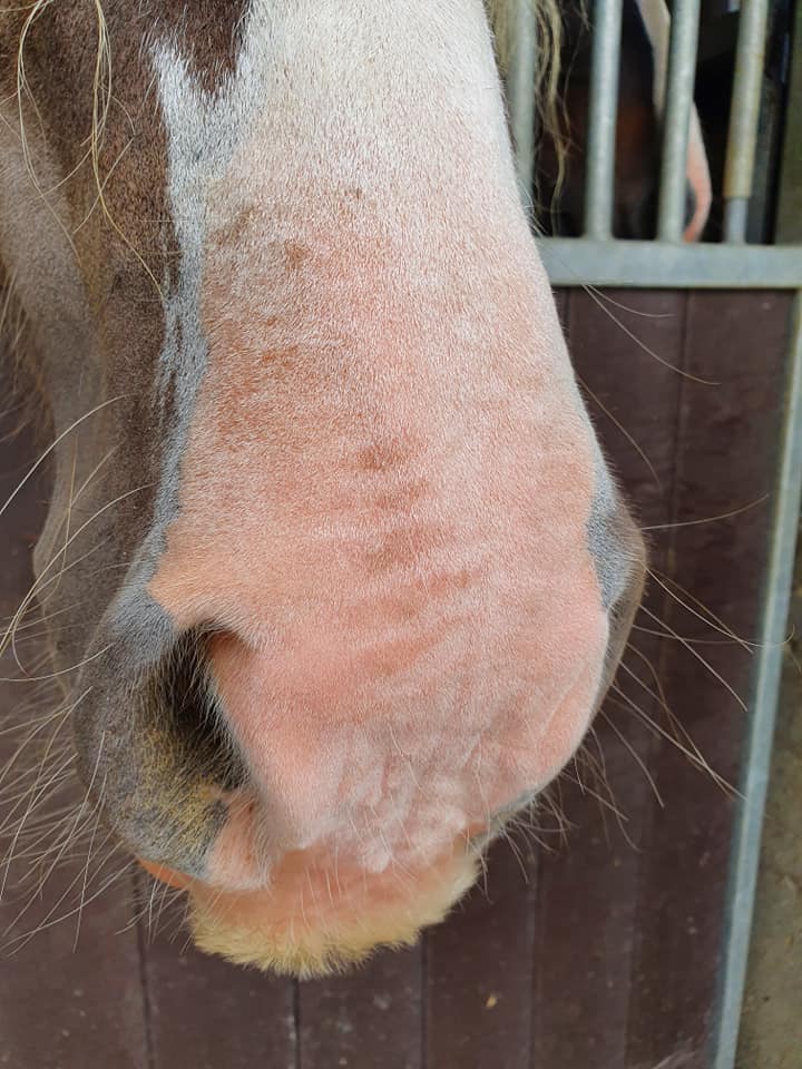 Excellent Horse Sunblock Cream SPF 30 150 g 3