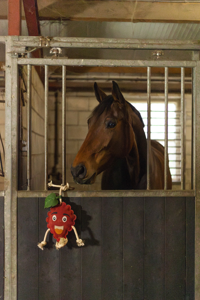 Excellent Horse Foodie Friends Raspberry 4