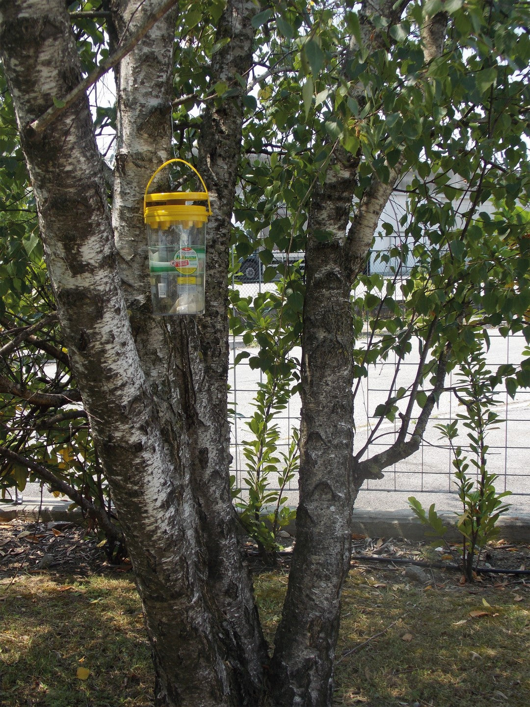 Flybuster Garden Trap  5
