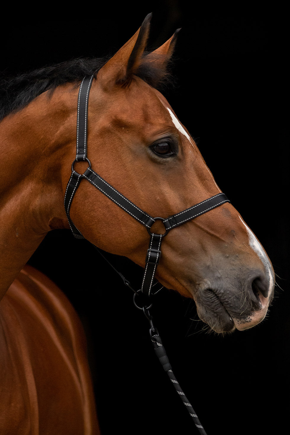 Excellent Premium Halster Zwart XS 2