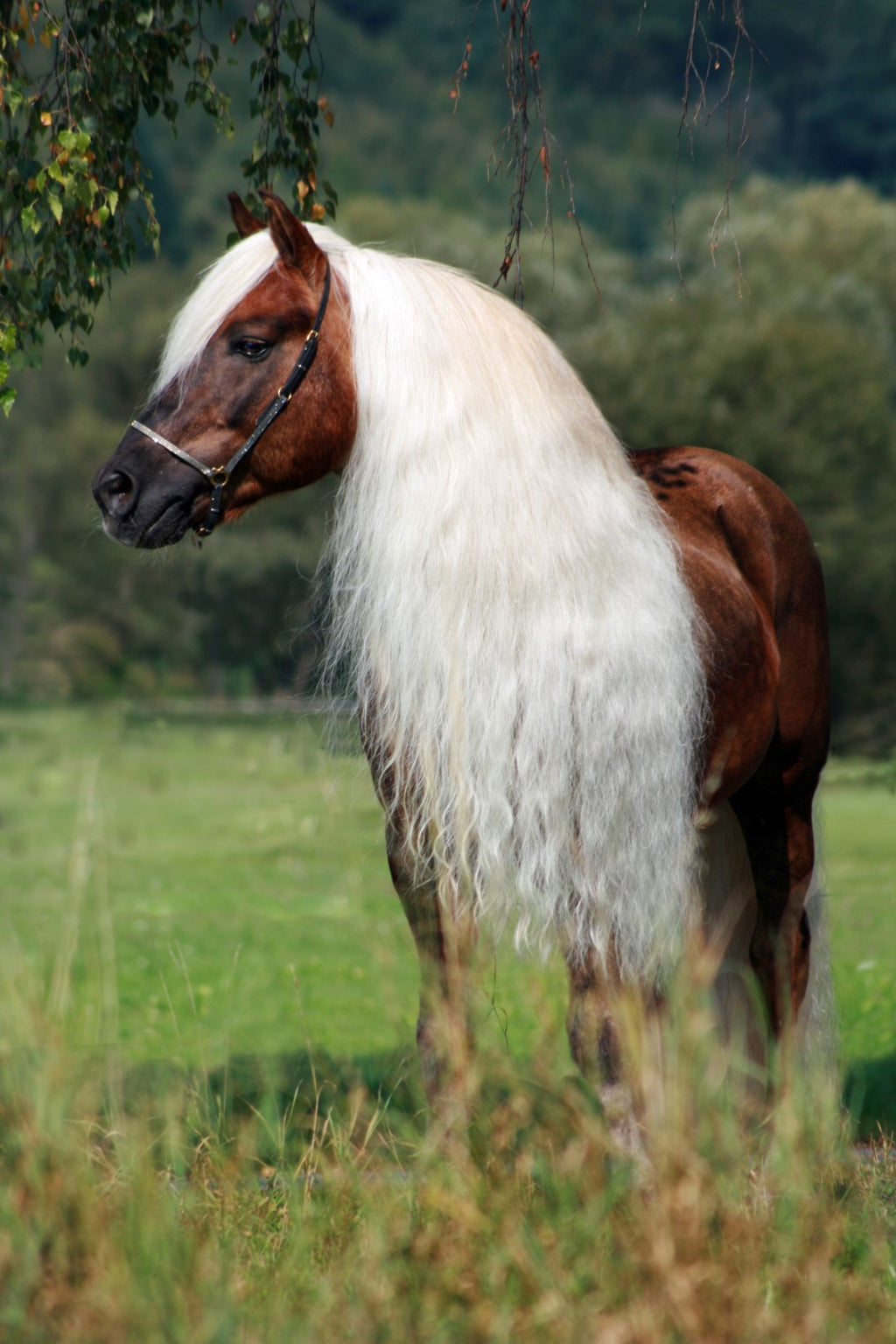 Excellent Horse Hi Gloss Spray 500 ml 4
