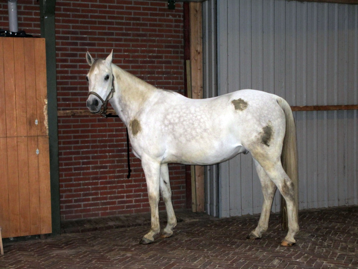Excellent Horse Hi Gloss Clean Spray 500 ml 2
