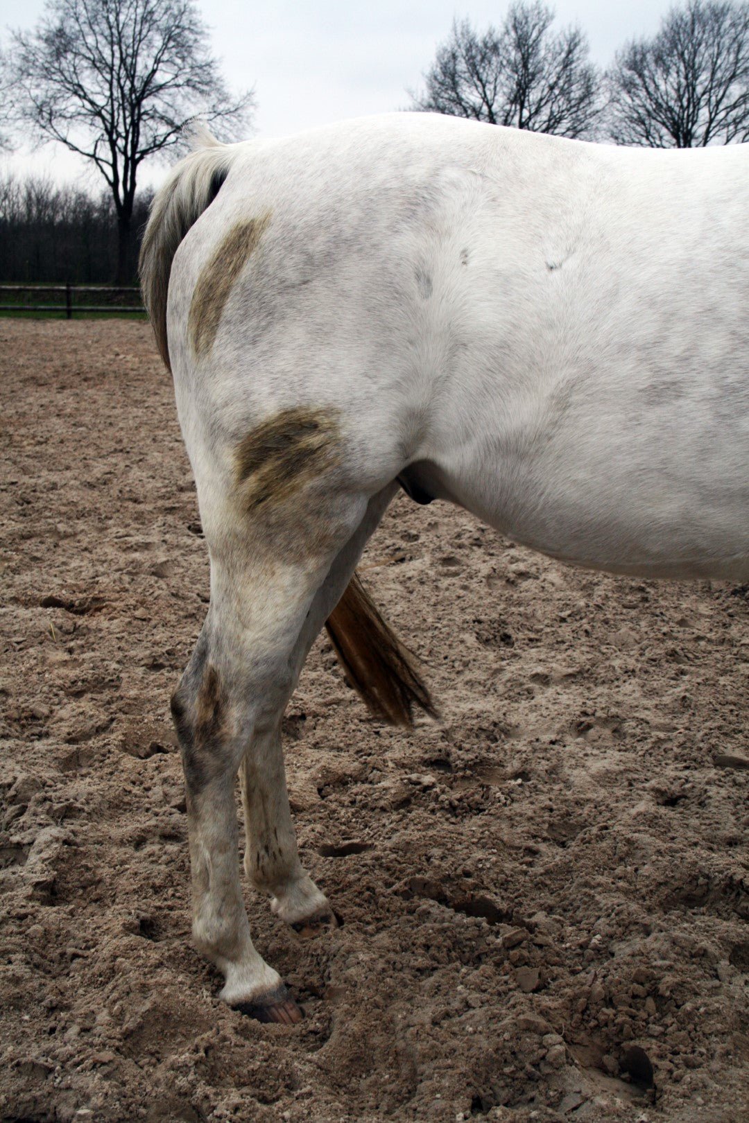 Excellent Horse Hi Gloss Clean Spray 500 ml 5