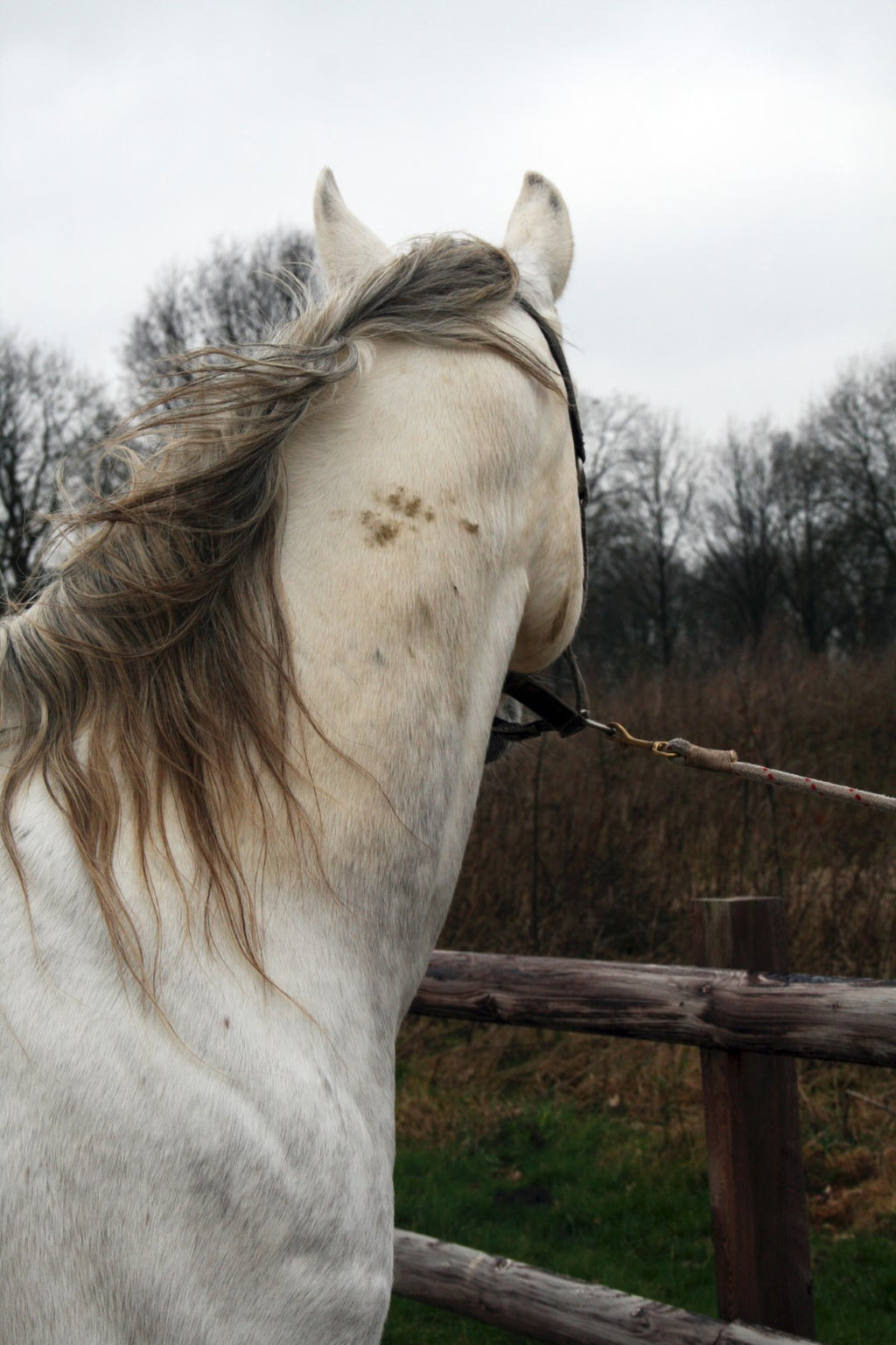 Excellent Horse Hi Gloss Clean Spray 500 ml 4