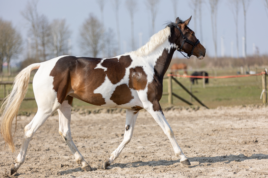 Excellent Horse Hi Gloss Glitter Spray Pink 250 ml 2