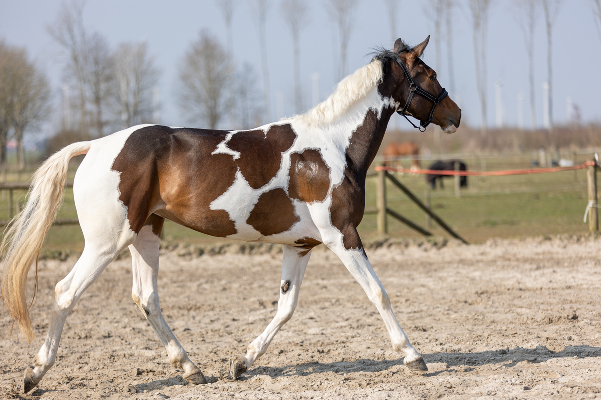 Excellent Horse Hi Gloss Glitter Spray Turquoise 250 ml 2