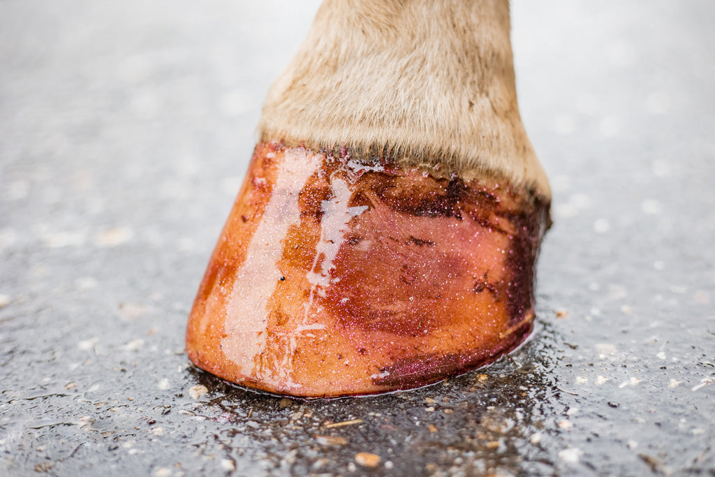 Excellent Horse Hi Gloss Glitter Hoof Polish Pink 150 ml 5