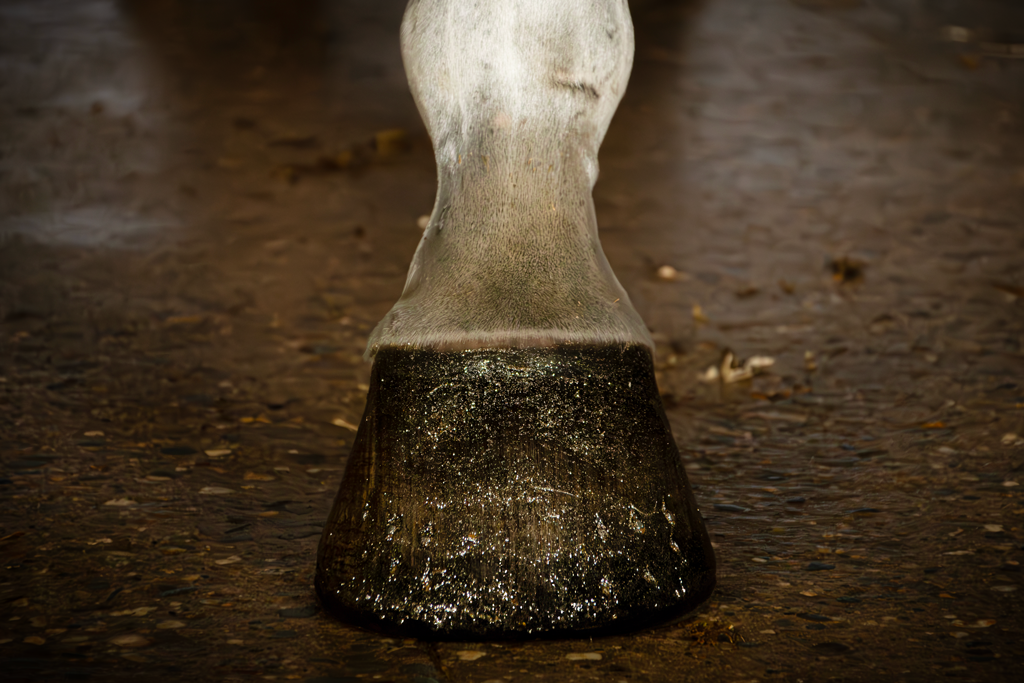 Excellent Horse Hi Gloss Glitter Hoof Polish Gold 150 ml 2
