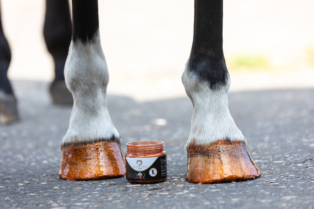 Excellent Horse Hi Gloss Glitter Hoof Polish Orange 150 ml 3