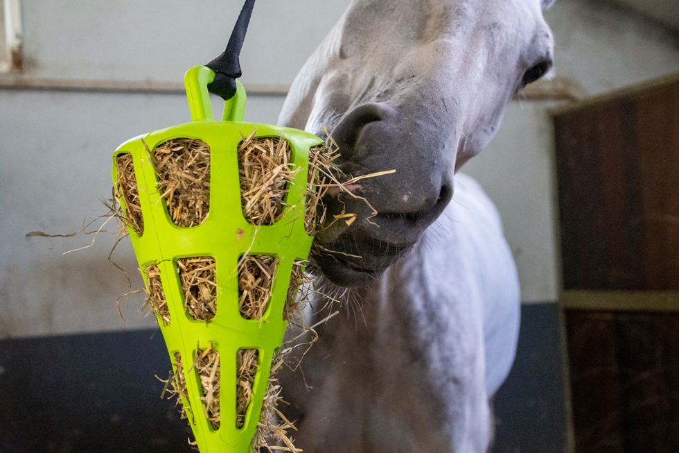 Hay Slow Feeder Fun & Flex Carrot Groen 3