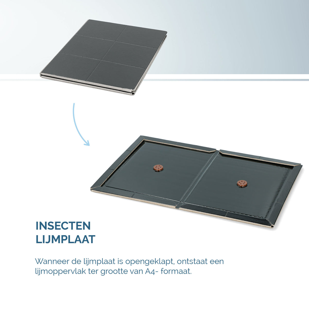 Insecten Lijmplaat Zwart  4