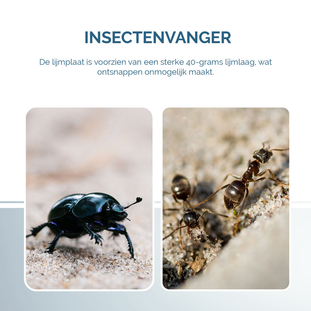 Insecten Lijmplaat Zwart  5