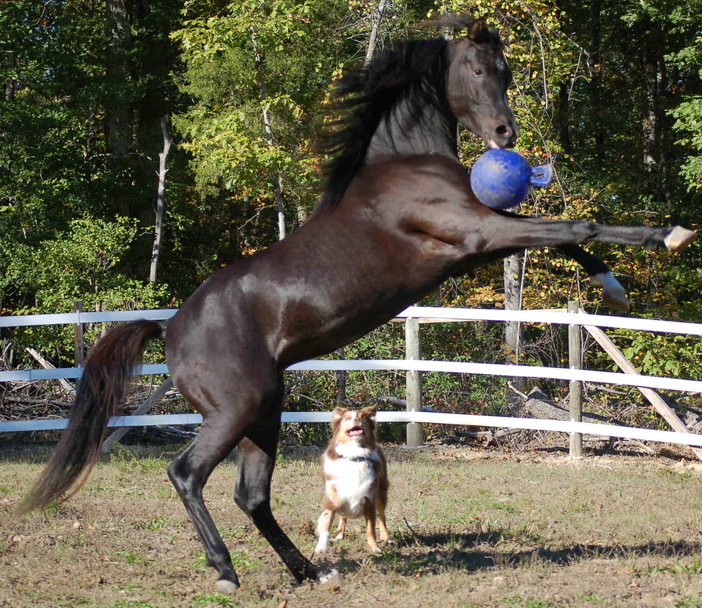 Jolly Ball Blauw (bosbes) 3