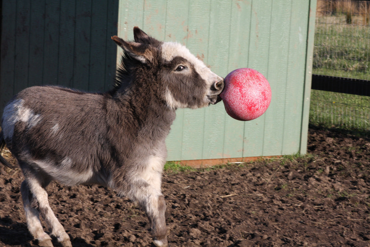 Jolly Ball Rood (geurloos) 2