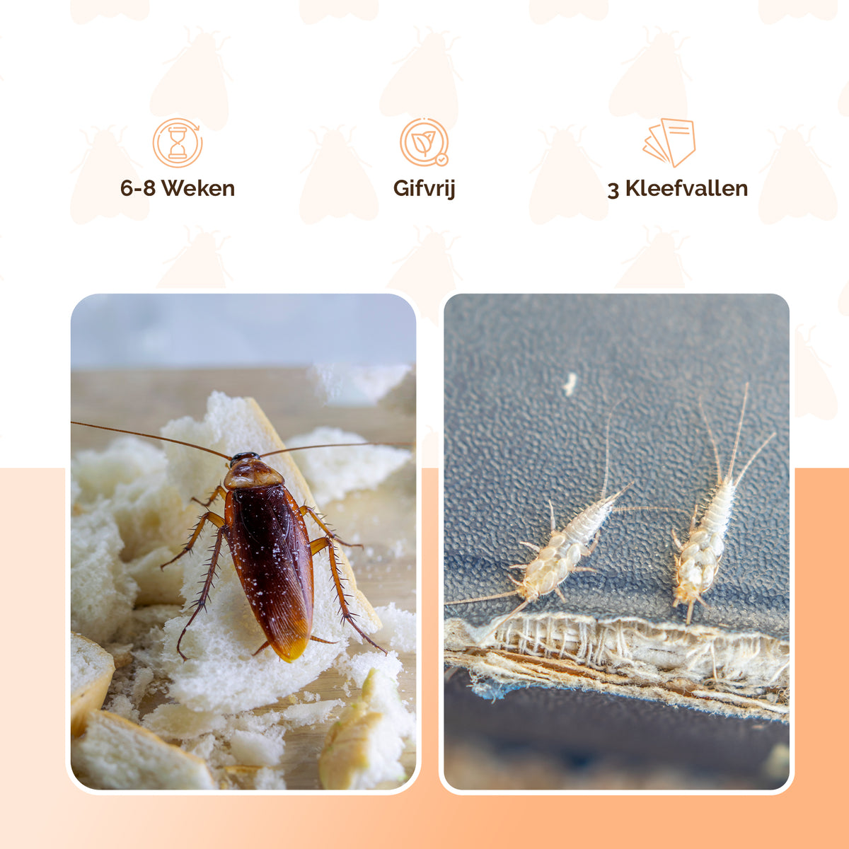 Knock Pest Insectenval Klein 5