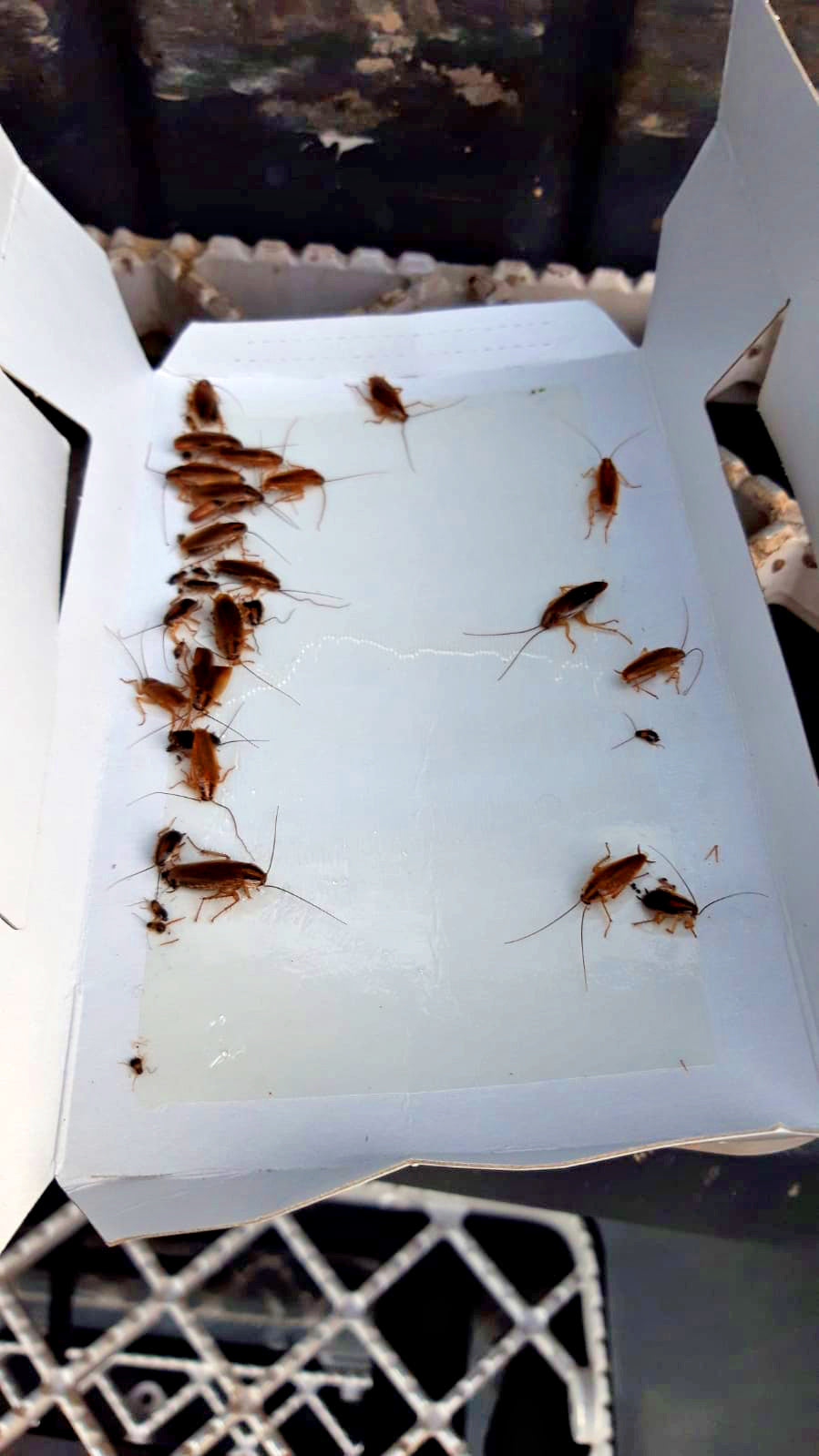 Knock Pest Insectenval Groot 5