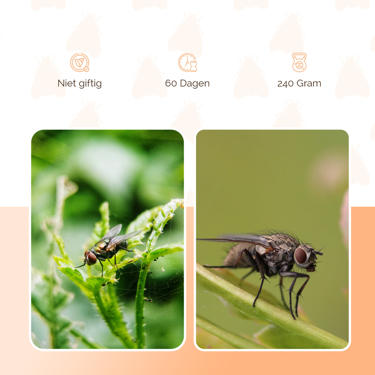 Knock Pest FlyNip Vliegentraktatie  3