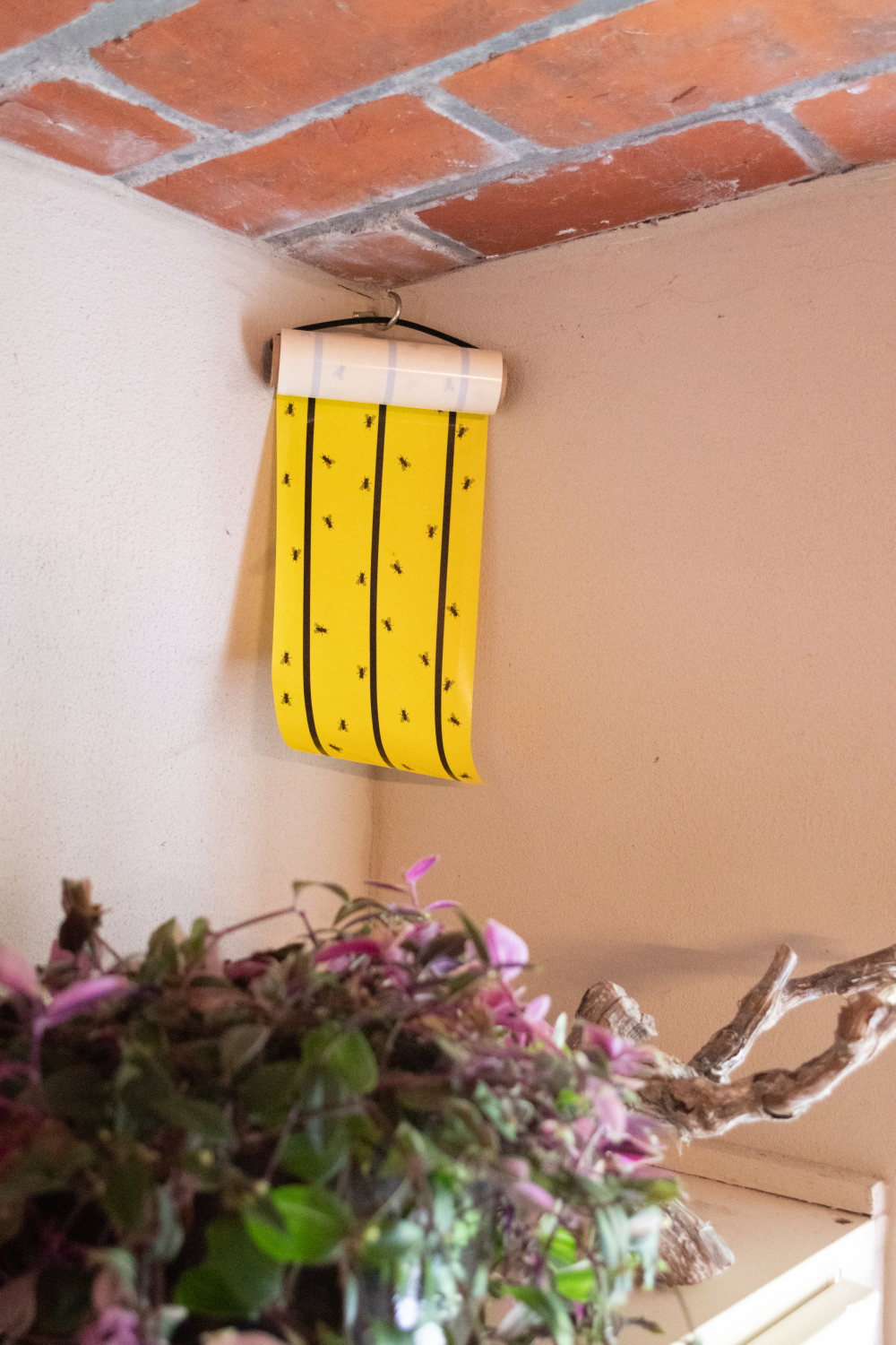 Knock Pest Vliegenkleefrol Geel 5 m 5