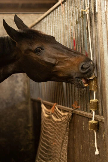 Lax Luzerne aan Speeltouw voor Paarden  2