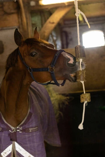 Lax Luzerne aan Speeltouw voor Paarden  5