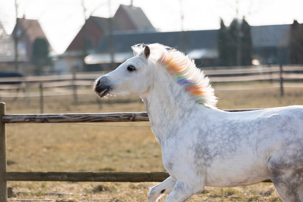Lucky Horse Unicorn Regenboog Kleurkrijt  3