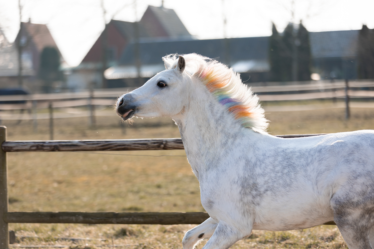 Lucky Horse Unicorn Regenboog Kleurkrijt  3