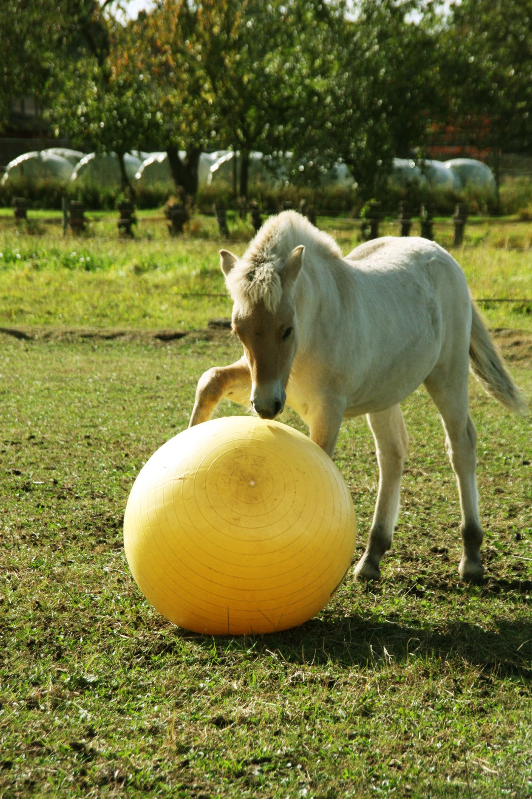 Maximus Power Play Ball 65 cm 3