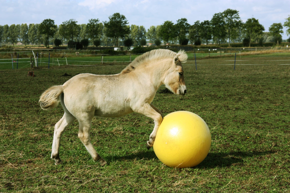 Maximus Power Play Ball 65 cm 5