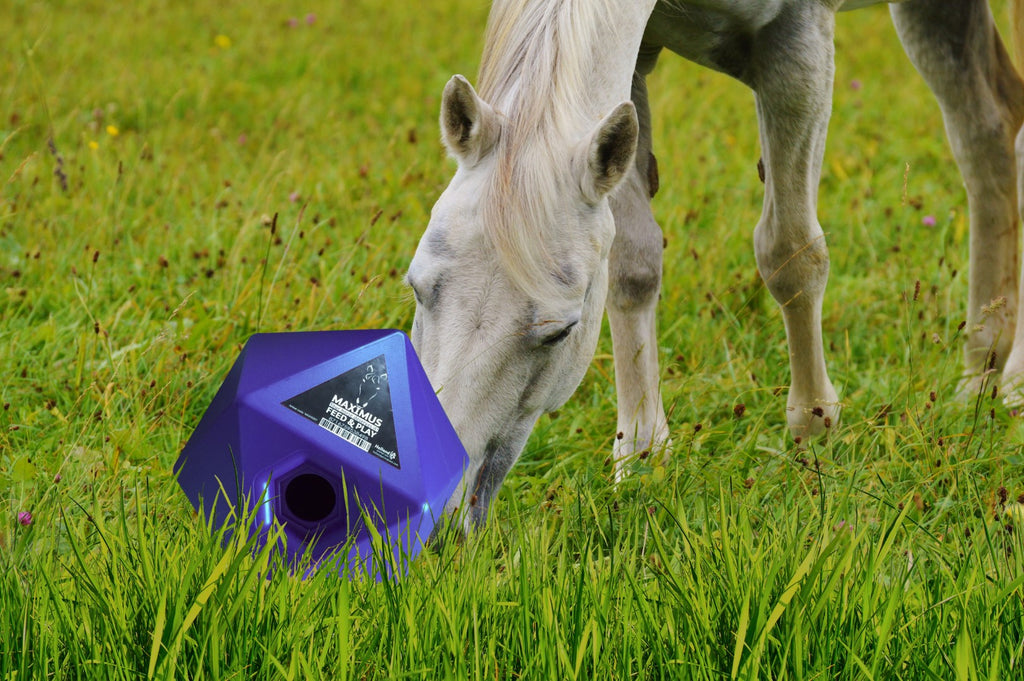 Maximus Feed & Play Blauw 3