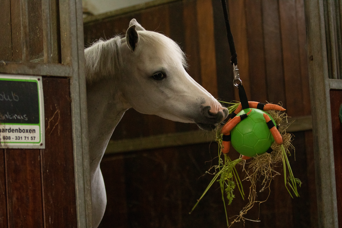 Excellent Horse Fun Play Ball Roze 4
