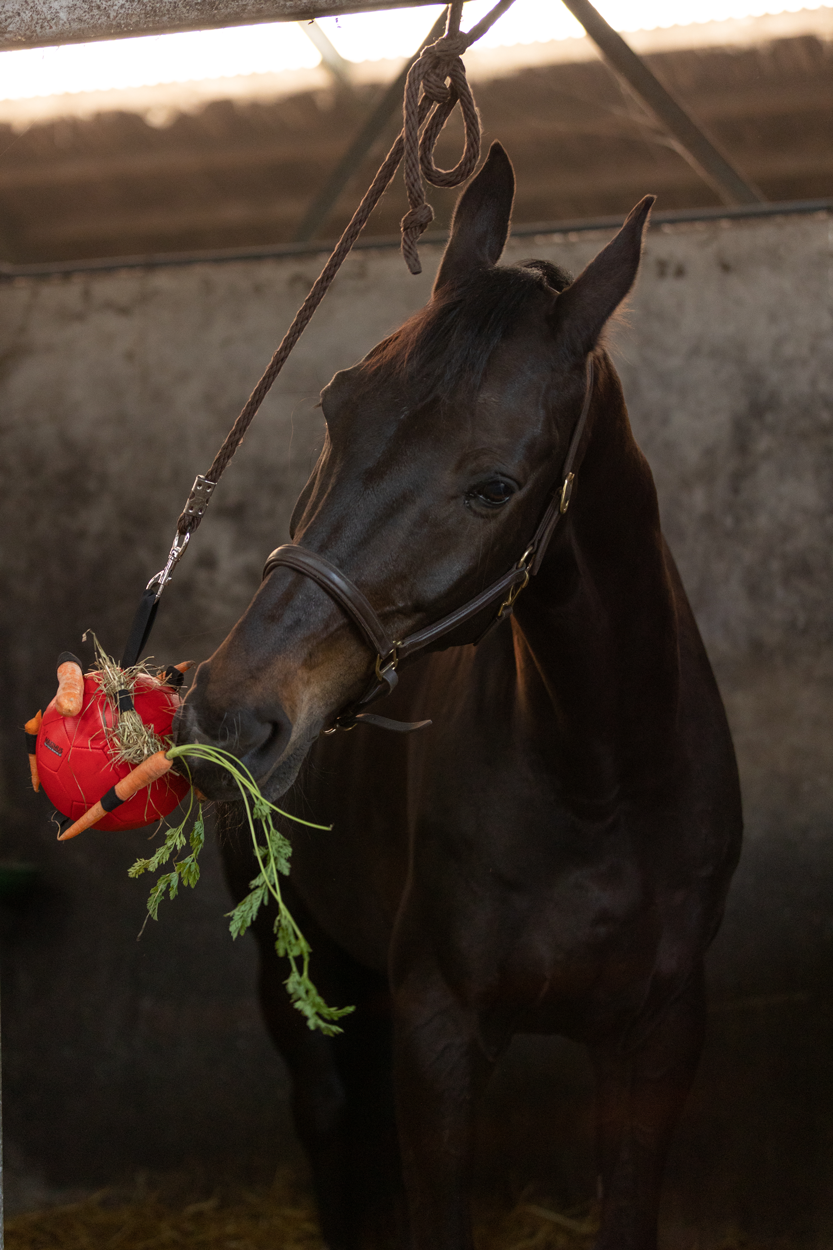 Excellent Horse Fun Play Ball Roze 5