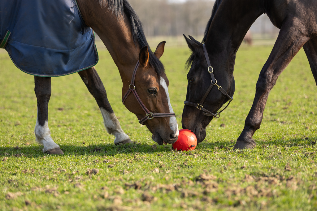 Excellent Horse Fun Play Ball Roze 6