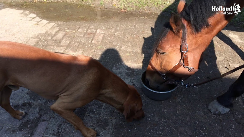 Excellent Horse Total Balance 1 l 2