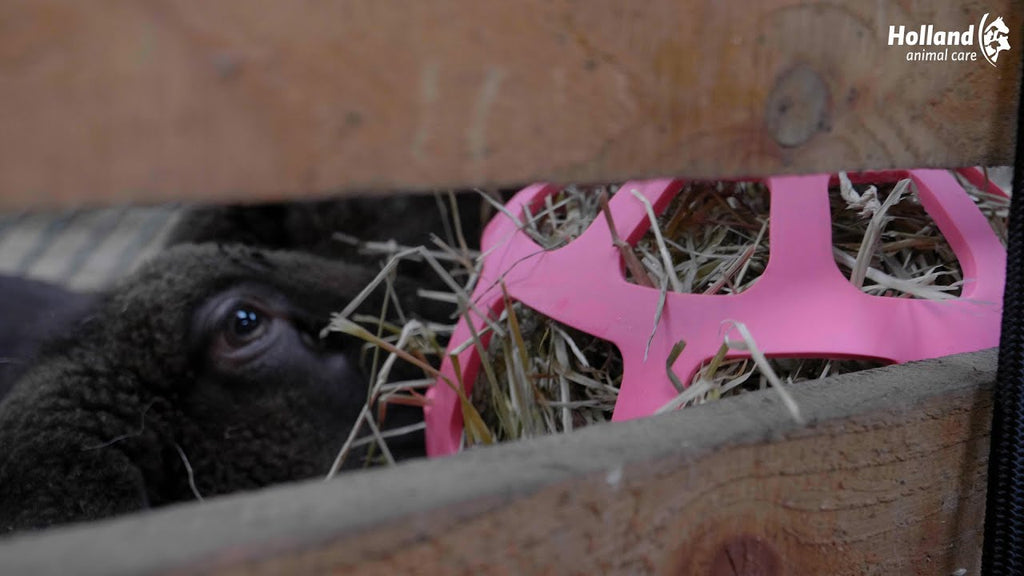 Hay Slow Feeder Fun & Flex Groen 3